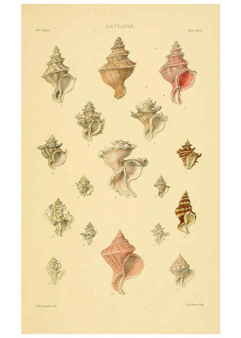 Reproducción/Reproduction 6103388520: Thesaurus conchyliorum, or, Monographs of genera of shells v.5 plates. London :Sowerby ...,1847-1887