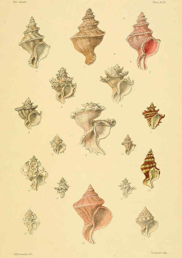 Reproducción/Reproduction 6103388520: Thesaurus conchyliorum, or, Monographs of genera of shells v.5 plates. London :Sowerby ...,1847-1887