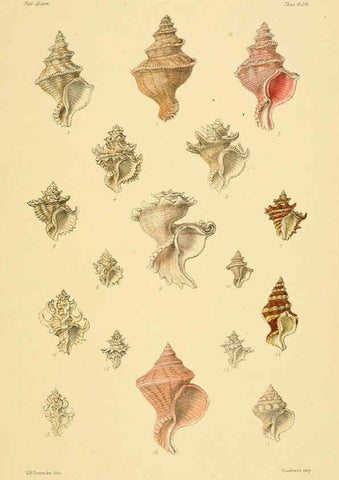Reproducción/Reproduction 6103388520: Thesaurus conchyliorum, or, Monographs of genera of shells v.5 plates. London :Sowerby ...,1847-1887