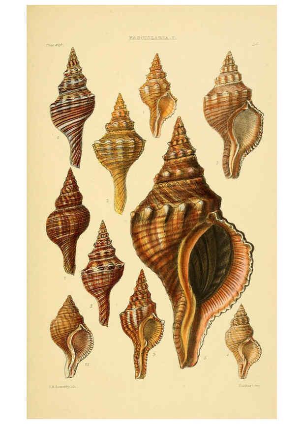 Reproducción/Reproduction 6103388764: Thesaurus conchyliorum, or, Monographs of genera of shells v.5 plates. London :Sowerby ...,1847-1887