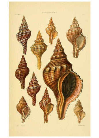 Reproducción/Reproduction 6103388764: Thesaurus conchyliorum, or, Monographs of genera of shells v.5 plates. London :Sowerby ...,1847-1887