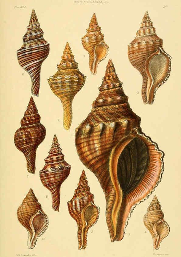 Reproducción/Reproduction 6103388764: Thesaurus conchyliorum, or, Monographs of genera of shells v.5 plates. London :Sowerby ...,1847-1887