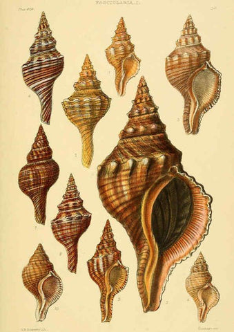 Reproducción/Reproduction 6103388764: Thesaurus conchyliorum, or, Monographs of genera of shells v.5 plates. London :Sowerby ...,1847-1887