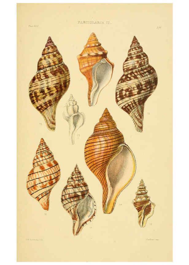 Reproducción/Reproduction 6103388918: Thesaurus conchyliorum, or, Monographs of genera of shells v.5 plates. London :Sowerby ...,1847-1887