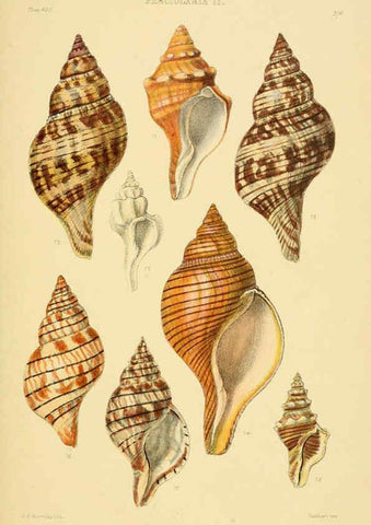 Reproducción/Reproduction 6103388918: Thesaurus conchyliorum, or, Monographs of genera of shells v.5 plates. London :Sowerby ...,1847-1887