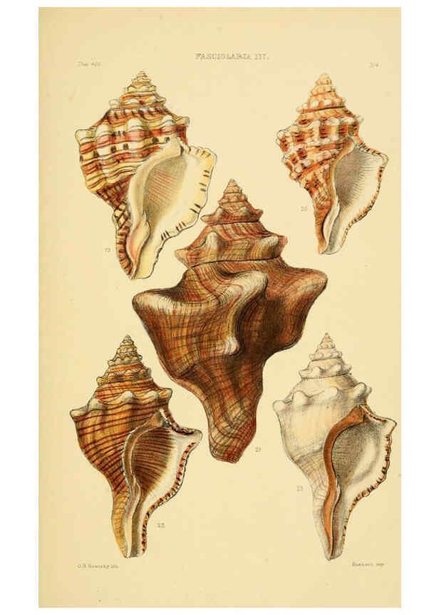 Reproducción/Reproduction 6103389072: Thesaurus conchyliorum, or, Monographs of genera of shells v.5 plates. London :Sowerby ...,1847-1887