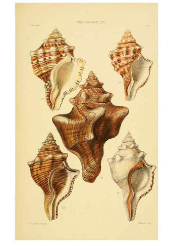 Reproducción/Reproduction 6103389072: Thesaurus conchyliorum, or, Monographs of genera of shells v.5 plates. London :Sowerby ...,1847-1887