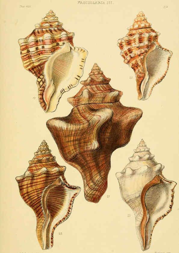 Reproducción/Reproduction 6103389072: Thesaurus conchyliorum, or, Monographs of genera of shells v.5 plates. London :Sowerby ...,1847-1887