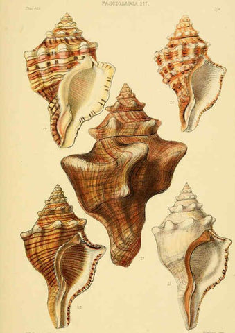 Reproducción/Reproduction 6103389072: Thesaurus conchyliorum, or, Monographs of genera of shells v.5 plates. London :Sowerby ...,1847-1887