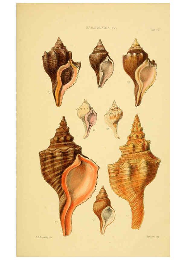 Reproducción/Reproduction 6102843079: Thesaurus conchyliorum, or, Monographs of genera of shells v.5 plates. London :Sowerby ...,1847-1887