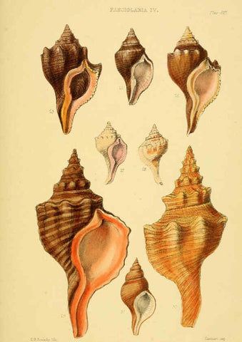 Reproducción/Reproduction 6102843079: Thesaurus conchyliorum, or, Monographs of genera of shells v.5 plates. London :Sowerby ...,1847-1887