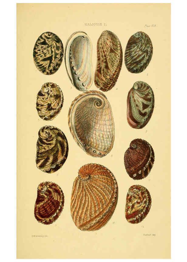 Reproducción/Reproduction 6102843235: Thesaurus conchyliorum, or, Monographs of genera of shells v.5 plates. London :Sowerby ...,1847-1887