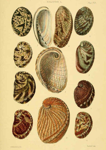 Reproducción/Reproduction 6102843235: Thesaurus conchyliorum, or, Monographs of genera of shells v.5 plates. London :Sowerby ...,1847-1887
