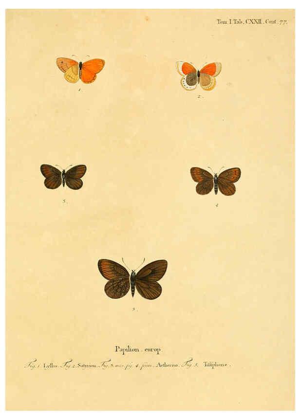 Reproducción/Reproduction 6103330542: Die Schmetterlinge in Abbildungen nach der Natur. v.1 plates. Leipzig :T.O. Weigel,[1829-1839] 