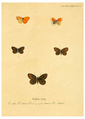 Reproducción/Reproduction 6103330542: Die Schmetterlinge in Abbildungen nach der Natur. v.1 plates. Leipzig :T.O. Weigel,[1829-1839] 