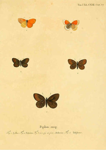 Reproducción/Reproduction 6103330542: Die Schmetterlinge in Abbildungen nach der Natur. v.1 plates. Leipzig :T.O. Weigel,[1829-1839] 