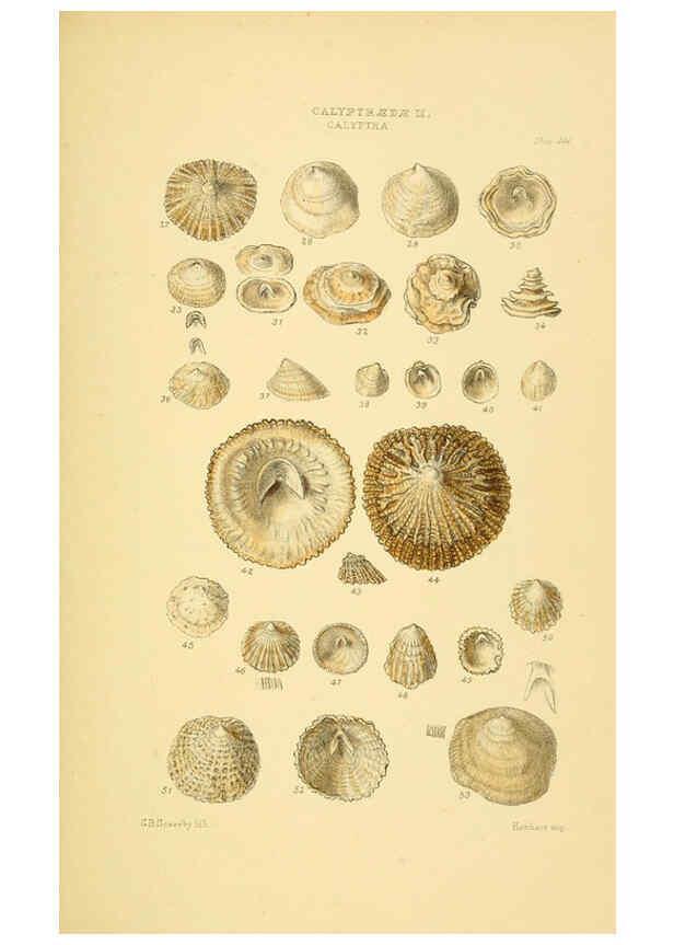Reproducción/Reproduction 6102847421: Thesaurus conchyliorum, or, Monographs of genera of shells v.5 plates. London :Sowerby ...,1847-1887