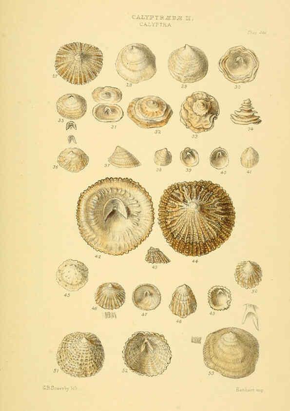 Reproducción/Reproduction 6102847421: Thesaurus conchyliorum, or, Monographs of genera of shells v.5 plates. London :Sowerby ...,1847-1887
