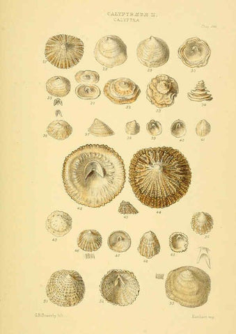Reproducción/Reproduction 6102847421: Thesaurus conchyliorum, or, Monographs of genera of shells v.5 plates. London :Sowerby ...,1847-1887