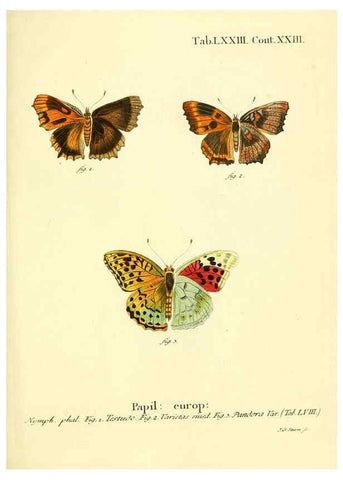 Reproducción/Reproduction 6102770825: Die Schmetterlinge in Abbildungen nach der Natur. v.1 plates. Leipzig :T.O. Weigel,[1829-1839] 