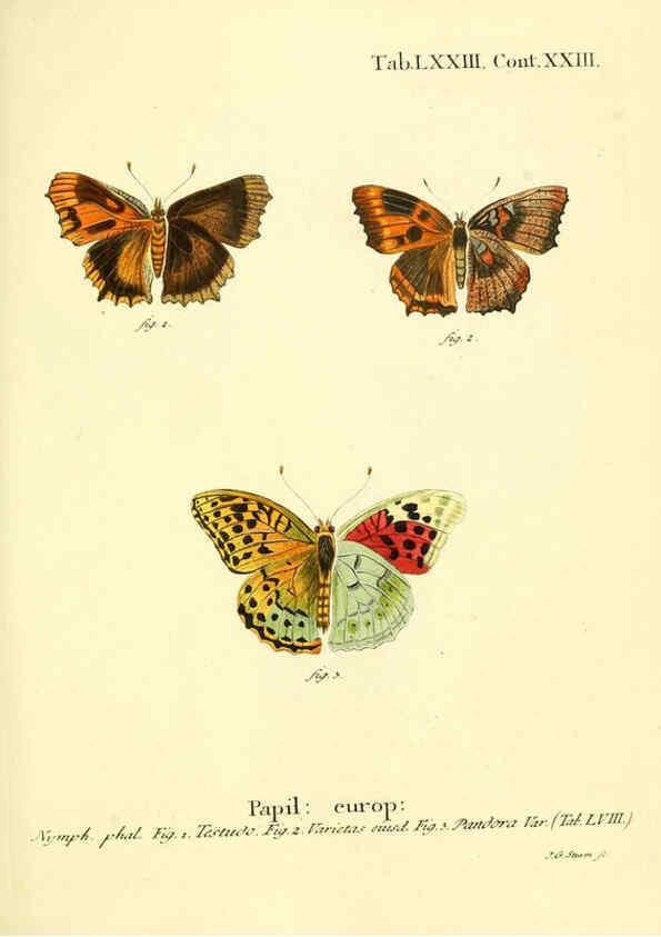 Reproducción/Reproduction 6102770825: Die Schmetterlinge in Abbildungen nach der Natur. v.1 plates. Leipzig :T.O. Weigel,[1829-1839] 
