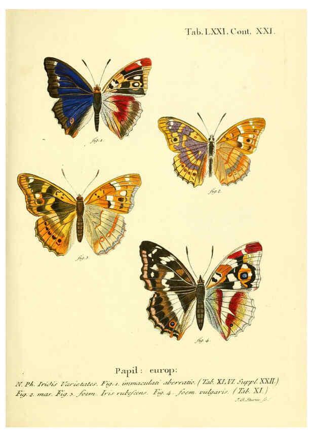 Reproducción/Reproduction 6103316536: Die Schmetterlinge in Abbildungen nach der Natur. v.1 plates. Leipzig :T.O. Weigel,[1829-1839] 