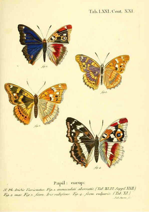 Reproducción/Reproduction 6103316536: Die Schmetterlinge in Abbildungen nach der Natur. v.1 plates. Leipzig :T.O. Weigel,[1829-1839] 