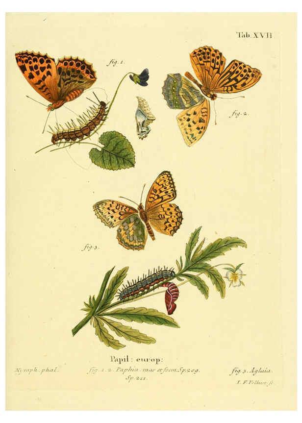 Reproducción/Reproduction 6103293092: Die Schmetterlinge in Abbildungen nach der Natur. v.1 plates. Leipzig :T.O. Weigel,[1829-1839] 