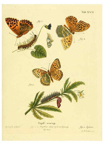 Reproducción/Reproduction 6103293092: Die Schmetterlinge in Abbildungen nach der Natur. v.1 plates. Leipzig :T.O. Weigel,[1829-1839] 