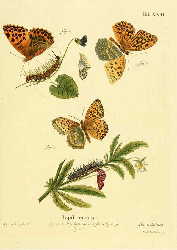 Reproducción/Reproduction 6103293092: Die Schmetterlinge in Abbildungen nach der Natur. v.1 plates. Leipzig :T.O. Weigel,[1829-1839] 