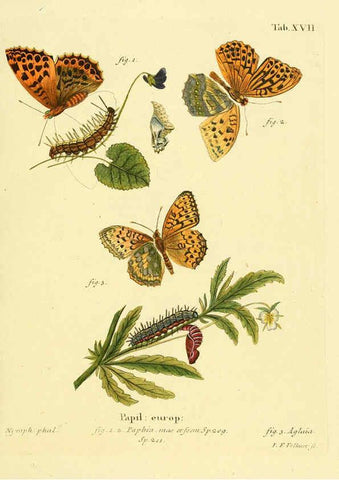 Reproducción/Reproduction 6103293092: Die Schmetterlinge in Abbildungen nach der Natur. v.1 plates. Leipzig :T.O. Weigel,[1829-1839] 