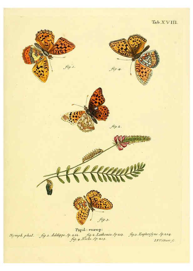 Reproducción/Reproduction 6103293454: Die Schmetterlinge in Abbildungen nach der Natur. v.1 plates. Leipzig :T.O. Weigel,[1829-1839] 