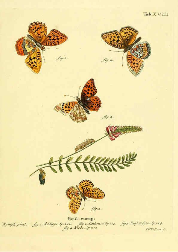Reproducción/Reproduction 6103293454: Die Schmetterlinge in Abbildungen nach der Natur. v.1 plates. Leipzig :T.O. Weigel,[1829-1839] 