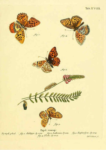 Reproducción/Reproduction 6103293454: Die Schmetterlinge in Abbildungen nach der Natur. v.1 plates. Leipzig :T.O. Weigel,[1829-1839] 
