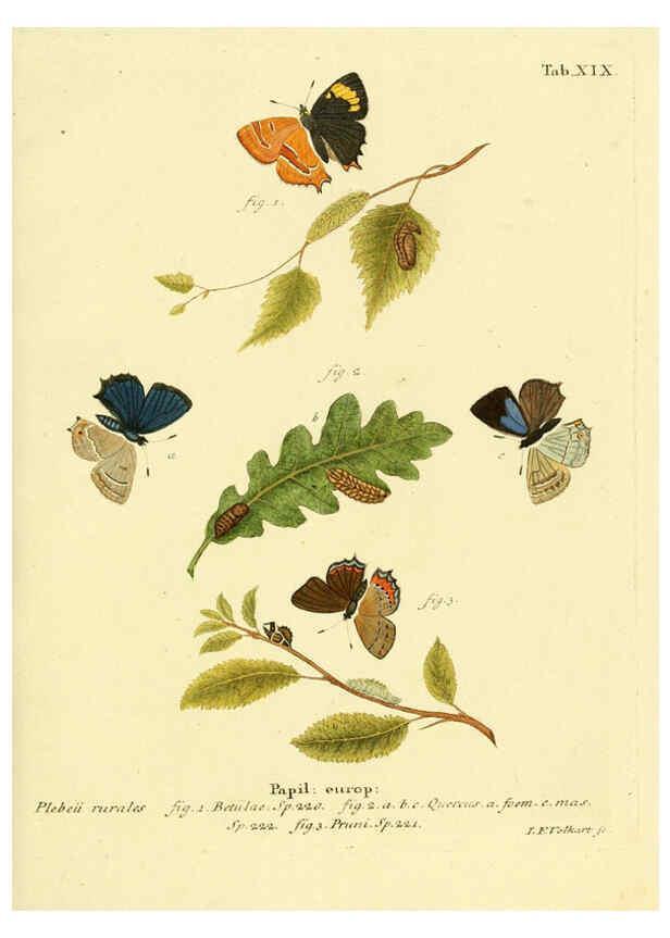 Reproducción/Reproduction 6102747889: Die Schmetterlinge in Abbildungen nach der Natur. v.1 plates. Leipzig :T.O. Weigel,[1829-1839] 