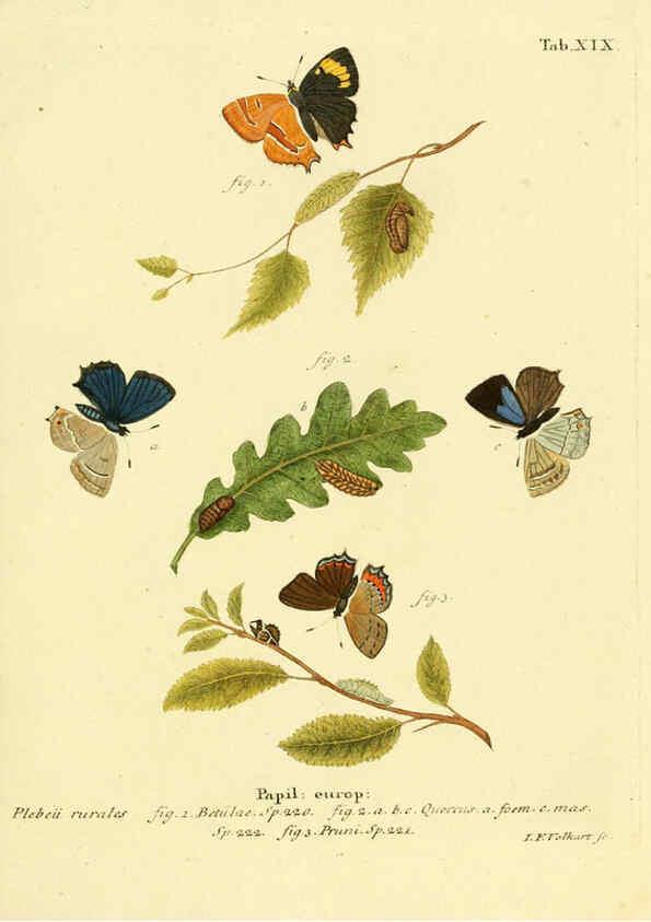 Reproducción/Reproduction 6102747889: Die Schmetterlinge in Abbildungen nach der Natur. v.1 plates. Leipzig :T.O. Weigel,[1829-1839] 