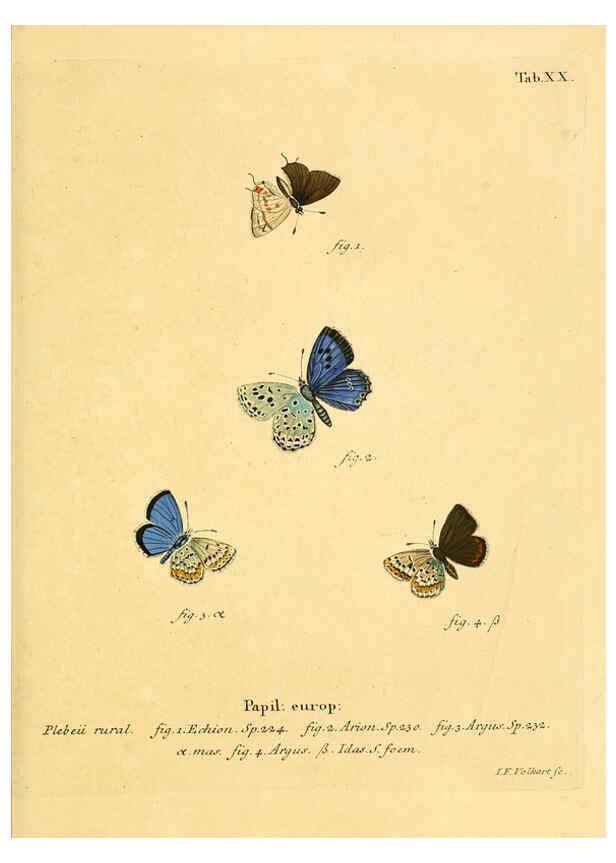 Reproducción/Reproduction 6102748113: Die Schmetterlinge in Abbildungen nach der Natur. v.1 plates. Leipzig :T.O. Weigel,[1829-1839] 