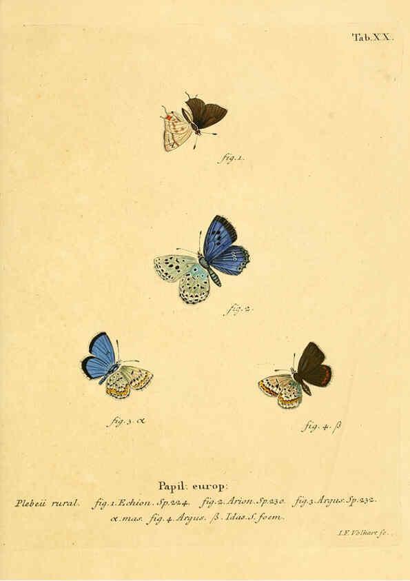Reproducción/Reproduction 6102748113: Die Schmetterlinge in Abbildungen nach der Natur. v.1 plates. Leipzig :T.O. Weigel,[1829-1839] 