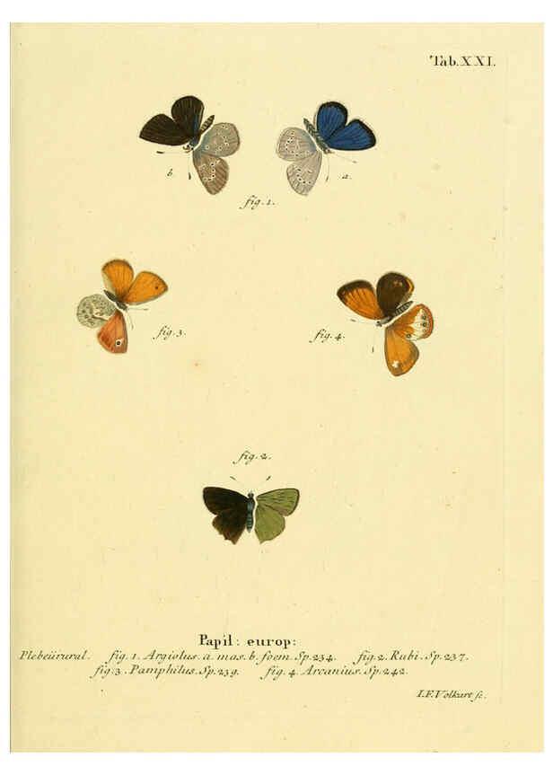 Reproducción/Reproduction 6103294322: Die Schmetterlinge in Abbildungen nach der Natur. v.1 plates. Leipzig :T.O. Weigel,[1829-1839] 