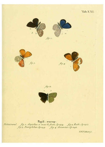 Reproducción/Reproduction 6103294322: Die Schmetterlinge in Abbildungen nach der Natur. v.1 plates. Leipzig :T.O. Weigel,[1829-1839] 