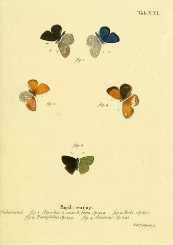 Reproducción/Reproduction 6103294322: Die Schmetterlinge in Abbildungen nach der Natur. v.1 plates. Leipzig :T.O. Weigel,[1829-1839] 