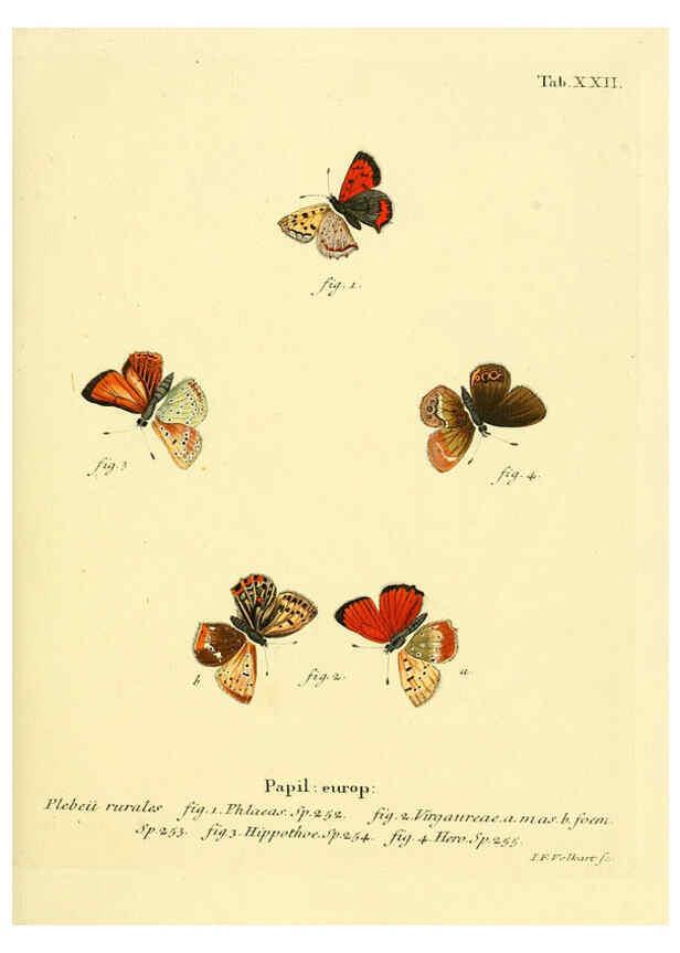 Reproducción/Reproduction 6102748729: Die Schmetterlinge in Abbildungen nach der Natur. v.1 plates. Leipzig :T.O. Weigel,[1829-1839] 