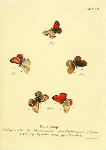 Reproducción/Reproduction 6102748729: Die Schmetterlinge in Abbildungen nach der Natur. v.1 plates. Leipzig :T.O. Weigel,[1829-1839] 