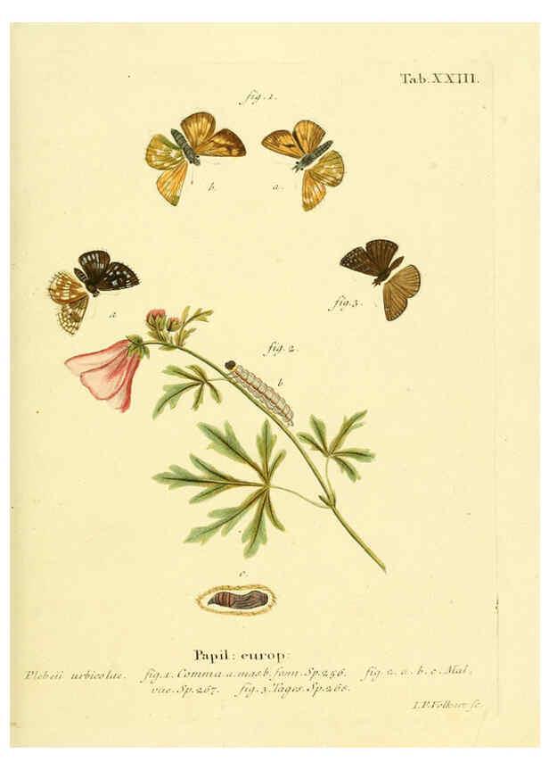 Reproducción/Reproduction 6102748933: Die Schmetterlinge in Abbildungen nach der Natur. v.1 plates. Leipzig :T.O. Weigel,[1829-1839] 