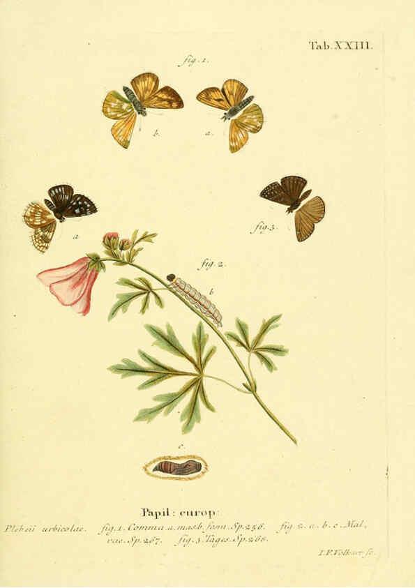 Reproducción/Reproduction 6102748933: Die Schmetterlinge in Abbildungen nach der Natur. v.1 plates. Leipzig :T.O. Weigel,[1829-1839] 
