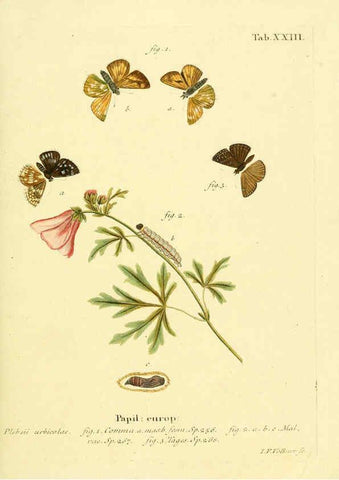 Reproducción/Reproduction 6102748933: Die Schmetterlinge in Abbildungen nach der Natur. v.1 plates. Leipzig :T.O. Weigel,[1829-1839] 