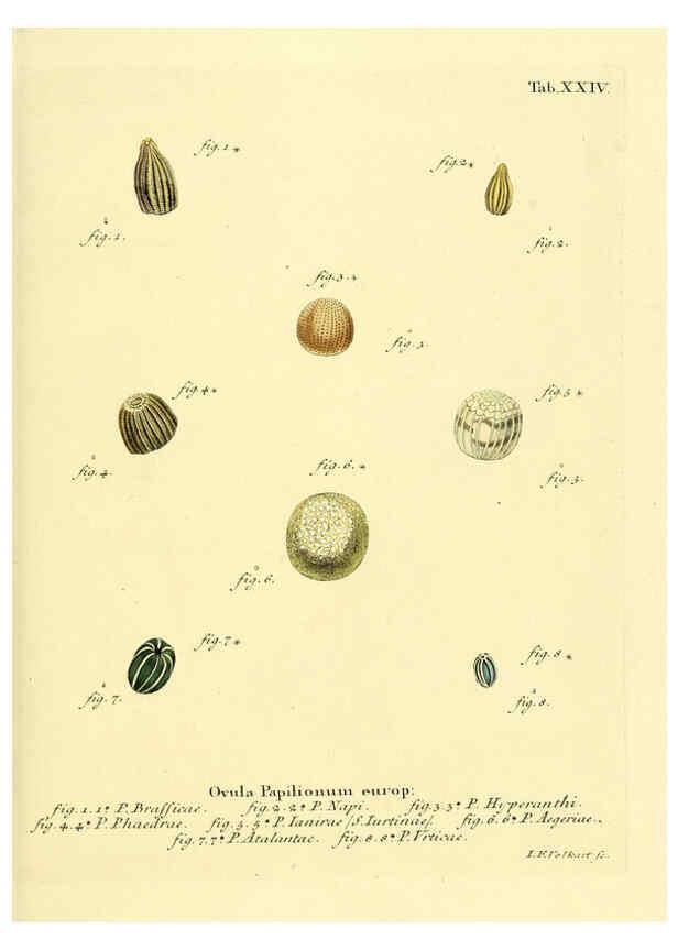 Reproducción/Reproduction 6102749345: Die Schmetterlinge in Abbildungen nach der Natur. v.1 plates. Leipzig :T.O. Weigel,[1829-1839] 