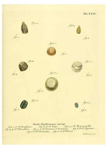 Reproducción/Reproduction 6102749345: Die Schmetterlinge in Abbildungen nach der Natur. v.1 plates. Leipzig :T.O. Weigel,[1829-1839] 