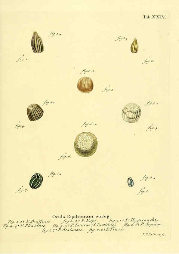 Reproducción/Reproduction 6102749345: Die Schmetterlinge in Abbildungen nach der Natur. v.1 plates. Leipzig :T.O. Weigel,[1829-1839] 