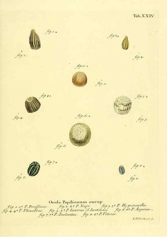 Reproducción/Reproduction 6102749345: Die Schmetterlinge in Abbildungen nach der Natur. v.1 plates. Leipzig :T.O. Weigel,[1829-1839] 